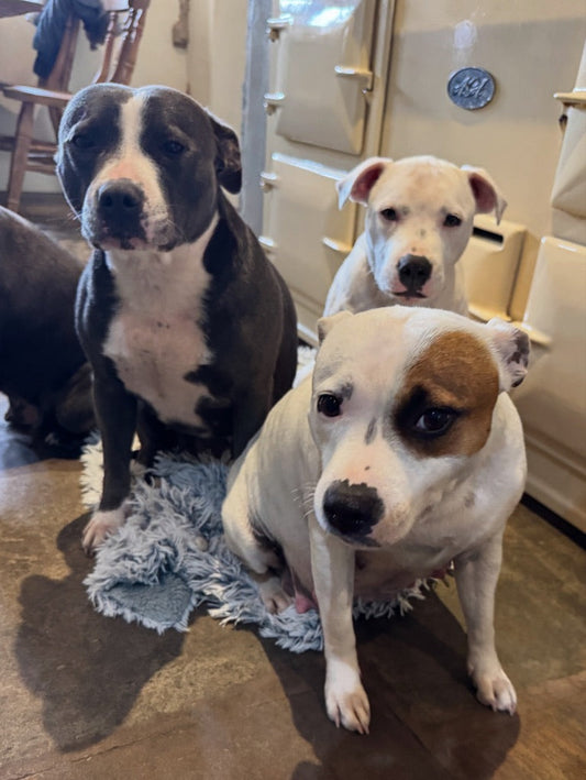 Pregnant Staffordshire Bull Terrier Eva with the Izy Staffy Wolfpack during the final week of her pregnancy.