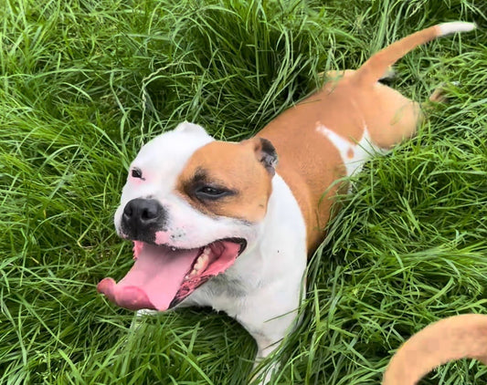 Eva’s Puppy News