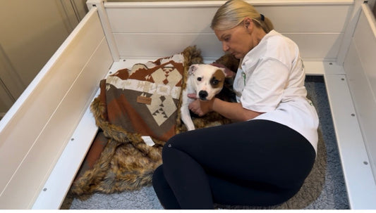 Preparing for Staffy Puppies: Eva’s Final Two Weeks Before Birth