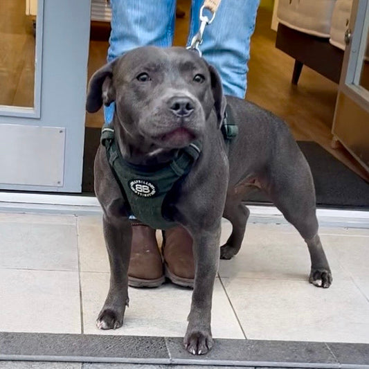 Is Your Staffy Itchy? Five Things We Check Before Assuming It Is a Skin Allergy