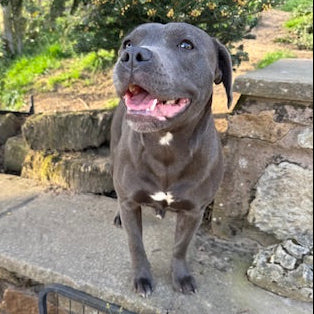 Smudgekins the adventure puppy dog smiling