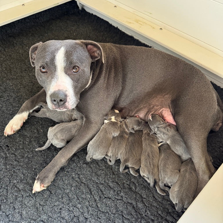 Dog nursing her puppies on a carpeted floor