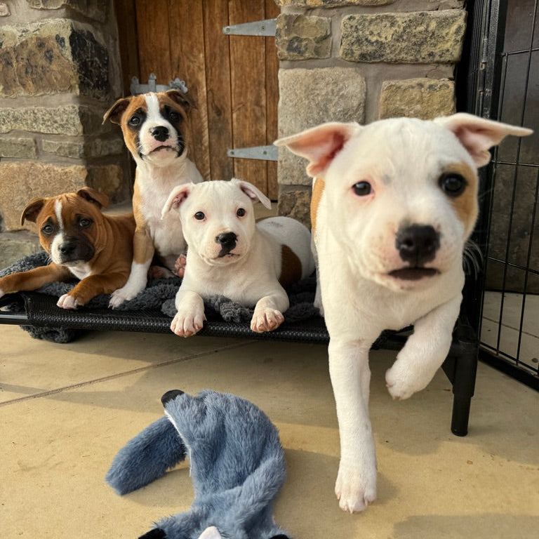 Red and White Pied Staffordshire Bull Terrier Puppies