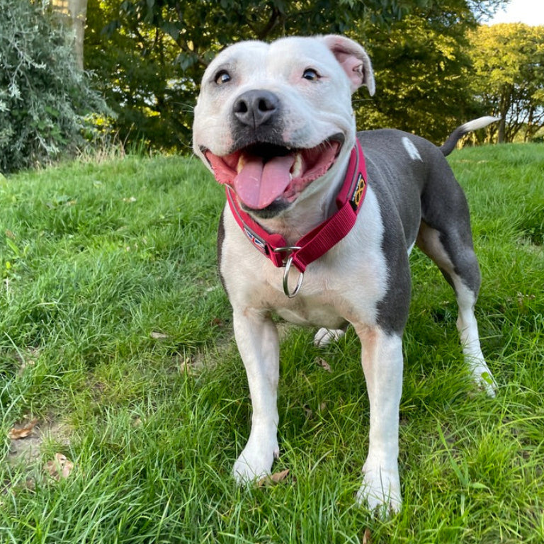 White and Blue Pied Staffordshire Bull Terrier
