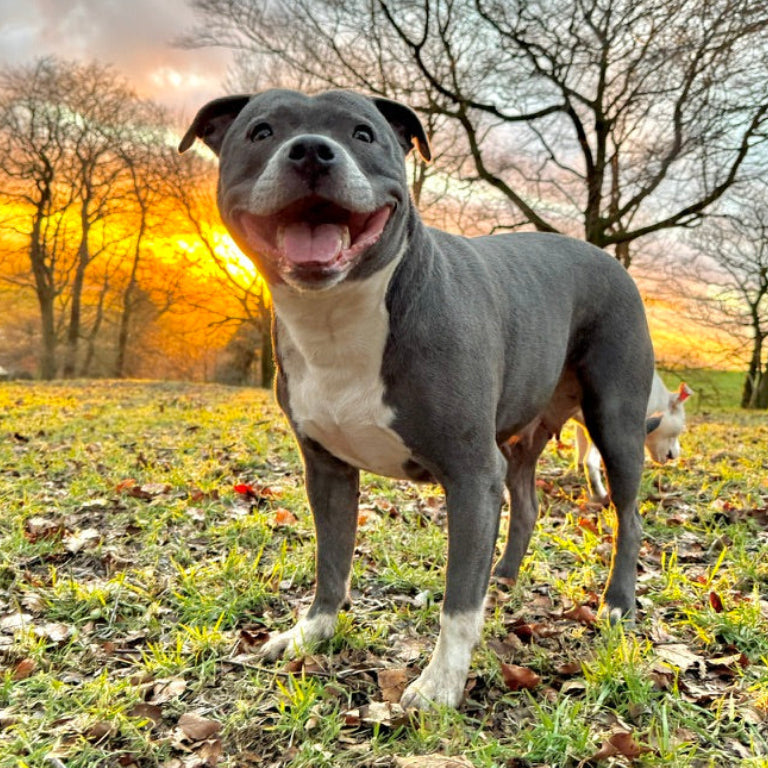 Staffordshire Bull Terrier and Sunset