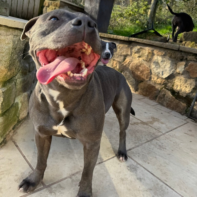 Dog with a happy expression standing on a stone patio