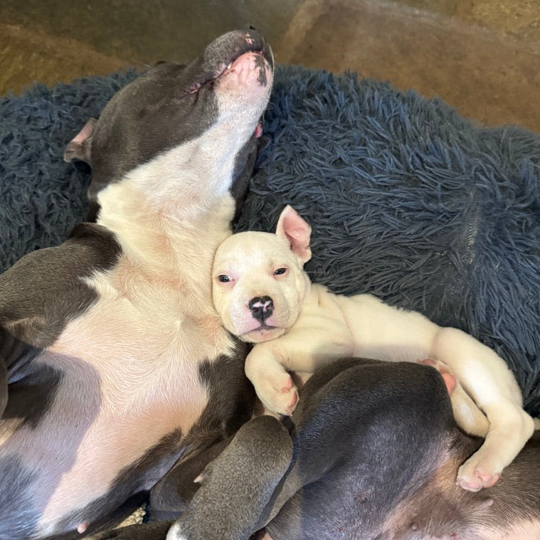 Two puppies, one larger and one smaller, lying on a gray cushion.