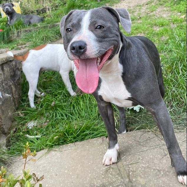 Dog with a pink tongue standing on a stone path with other dogs in the background.