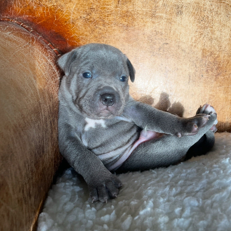 Puppy Sat Upright looking cute on a brown leather sofa