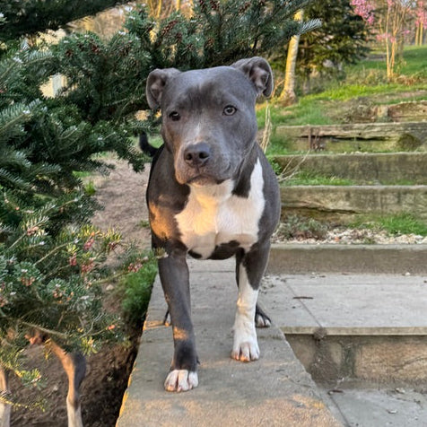 Blue Staffordshire bull terrier standing on a wall