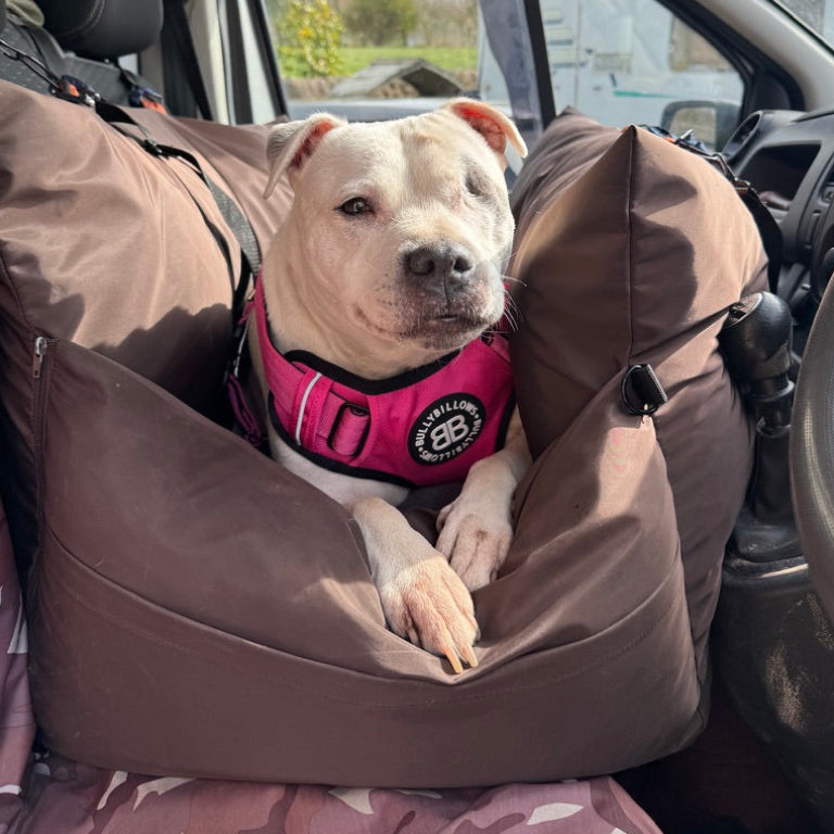 Dog in a pink harness sitting in a brown pet seat inside a car.
