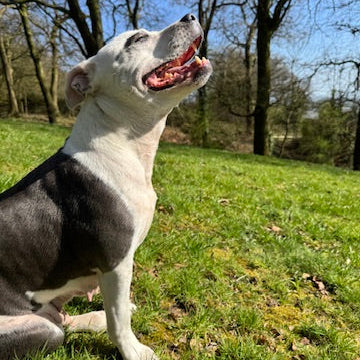 sunbathing dog smiling 