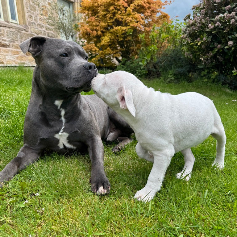 Dad and Puppy kissing 