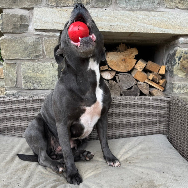 Blue Staffordshire bull terrier with red ball in mouth