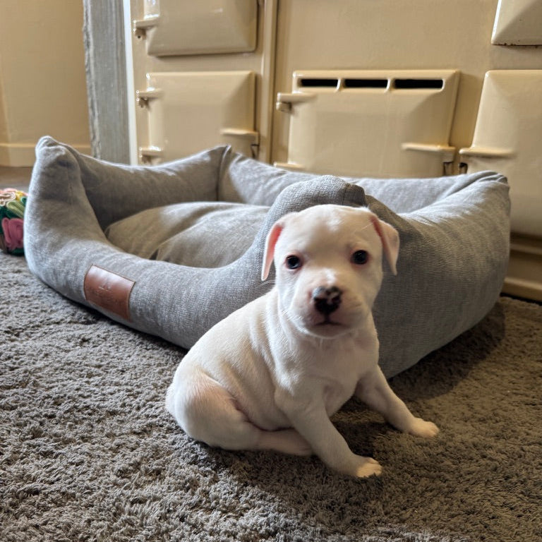 White puppy sitting on a gray pet bed in a home setting