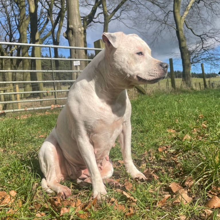 Dog sitting on grass with trees and a fence in the background