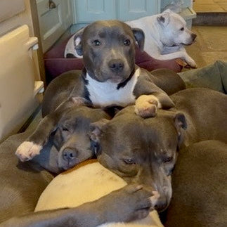 Group of puppies lying on a couch in a home setting