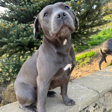Smudgekins The adventure puppy 