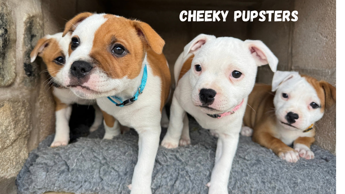 Load video: Wolfpack Weekly video introducing the Izy Staffy Wolfpack on YouTube, Fun and adventures from your favourite Staffordshire Bull Terrier Family. Staffies hate rain.