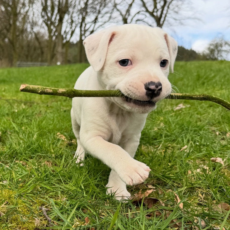 White puppy playing with a stick in a grassy field