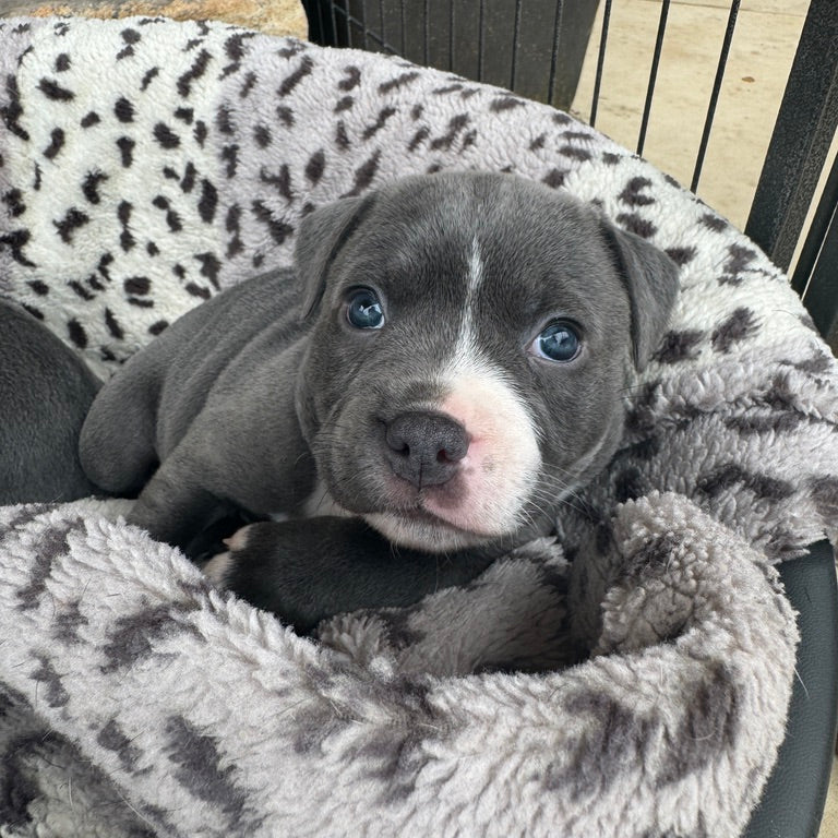 Puppy sitting in a patterned pet bed on a patio