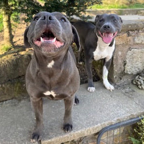 Staffy smile smudgekins and mumblelina