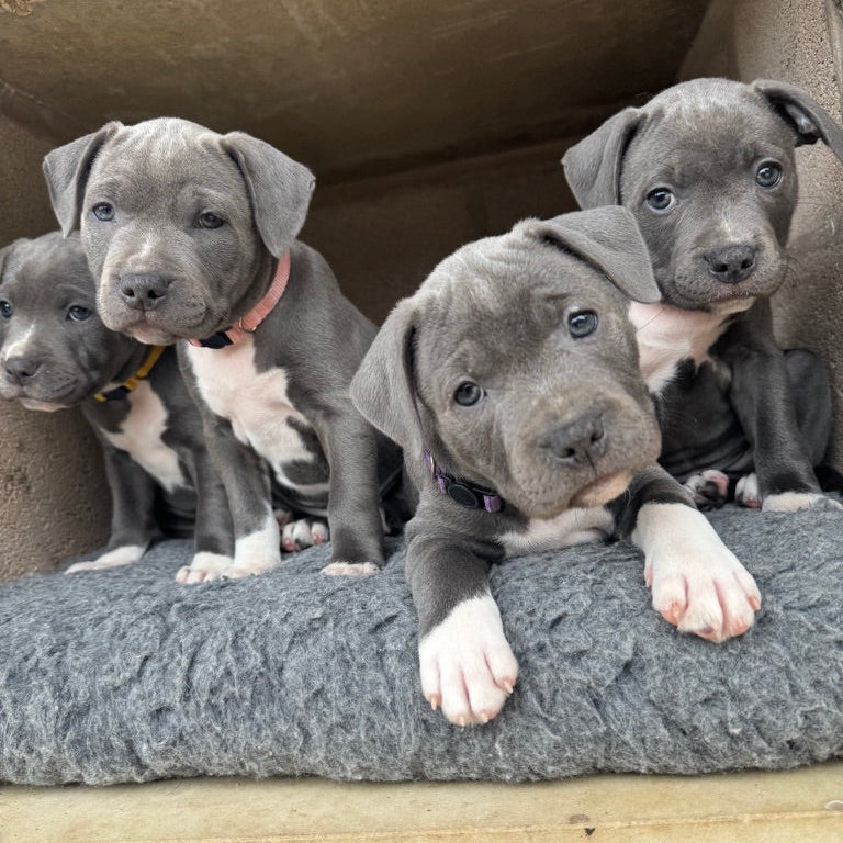 Blue Staffordshire bull terrier puppies looking cute with blue eyes and white feet