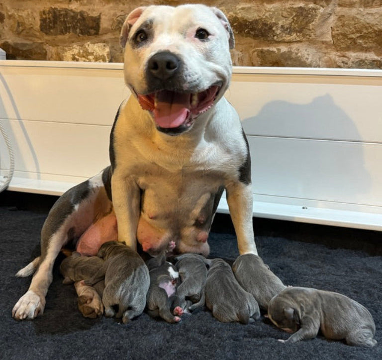 Staffordshire bull terrier with litter of puppies