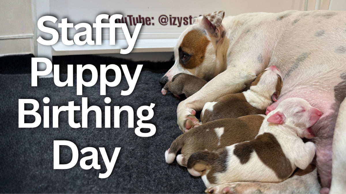 Load video: Wolfpack Weekly episode showing daily life with the Izy Staffy Wolfpack on the farm