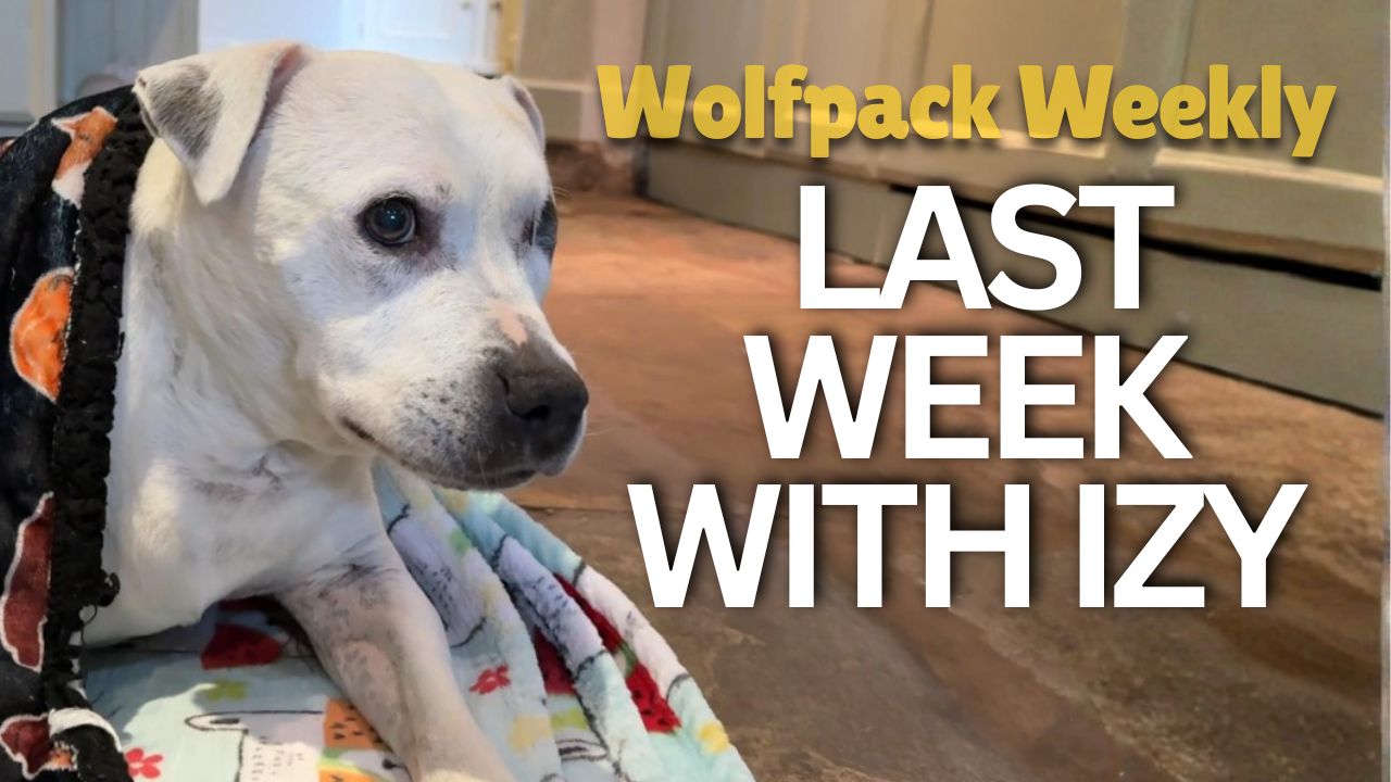 Load video: Wolfpack Weekly video introducing the Izy Staffy Wolfpack on YouTube