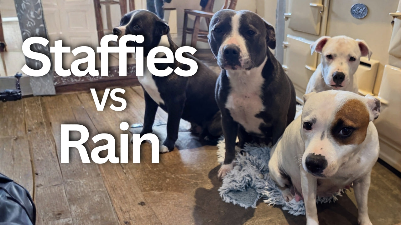 Load video: Wolfpack Weekly video introducing the Izy Staffy Wolfpack on YouTube, Fun and adventures from your favourite Staffordshire Bull Terrier Family. Staffies hate rain.