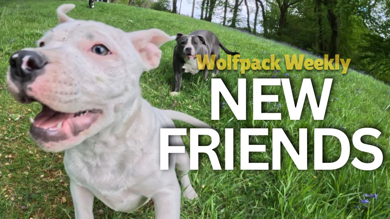 Load video: Wolfpack Weekly video introducing the Izy Staffy Wolfpack on YouTube