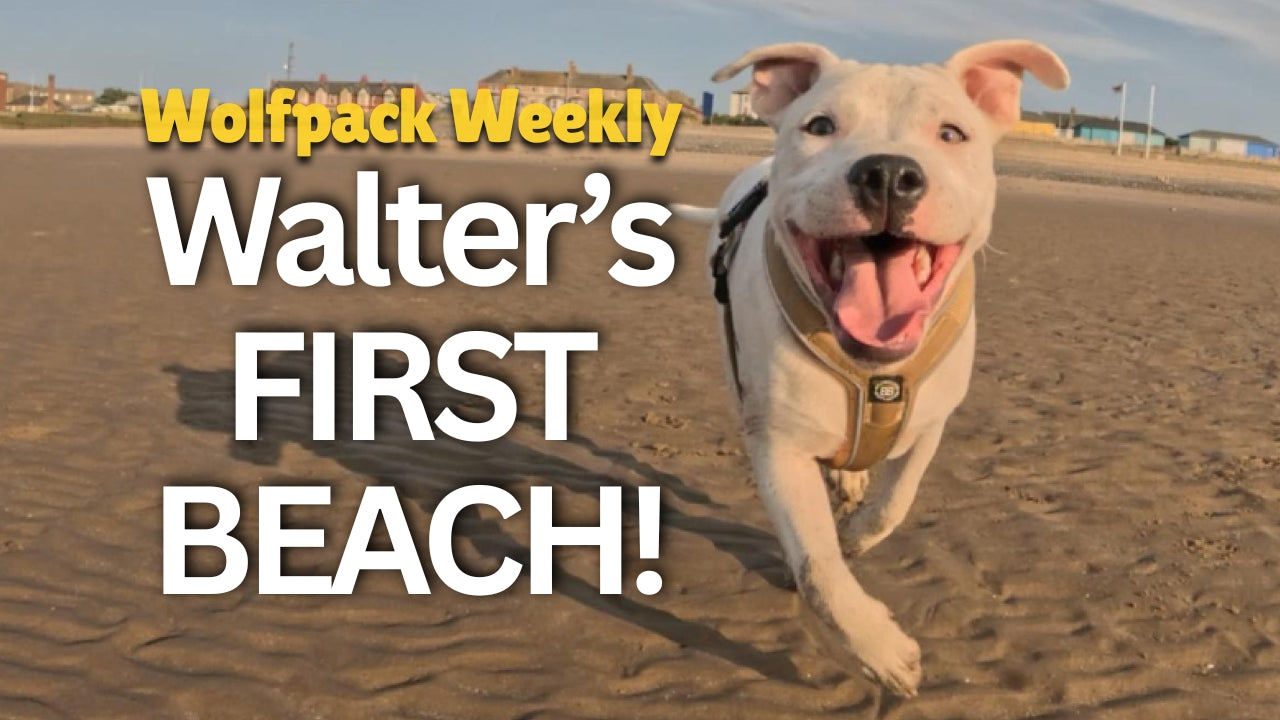 Load video: Wolfpack Weekly video introducing the Izy Staffy Wolfpack on YouTube