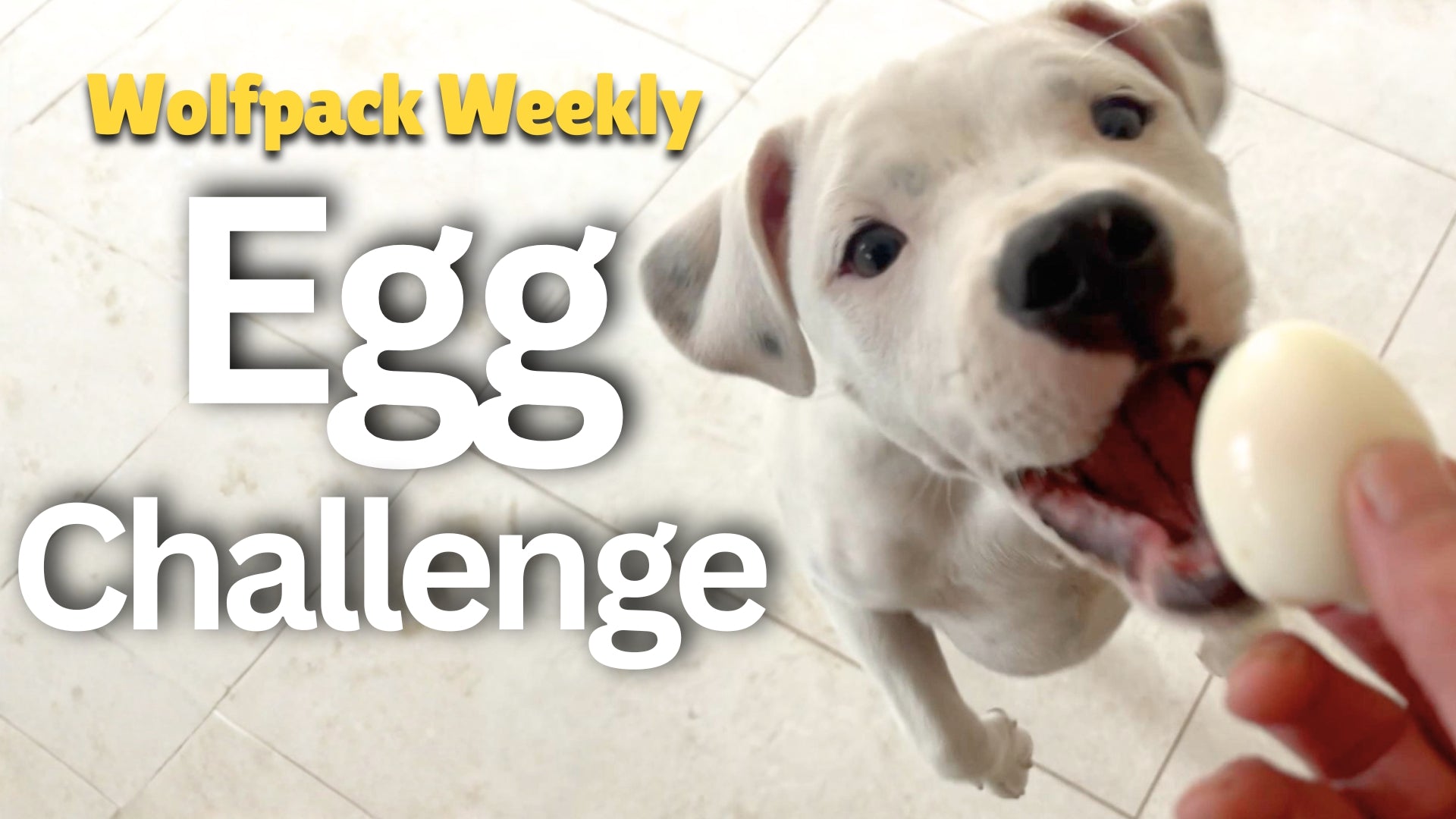 Load video: Wolfpack Weekly episode showing daily life with the Izy Staffy Wolfpack on the farm
